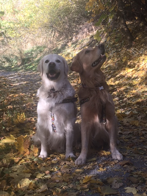 Changes in Bonneville Glen and Miller Park