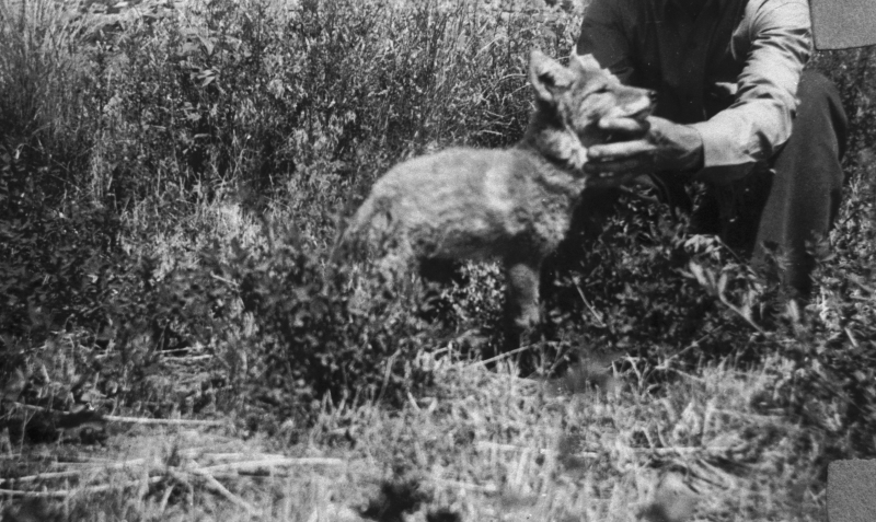 otta the pet coyote1