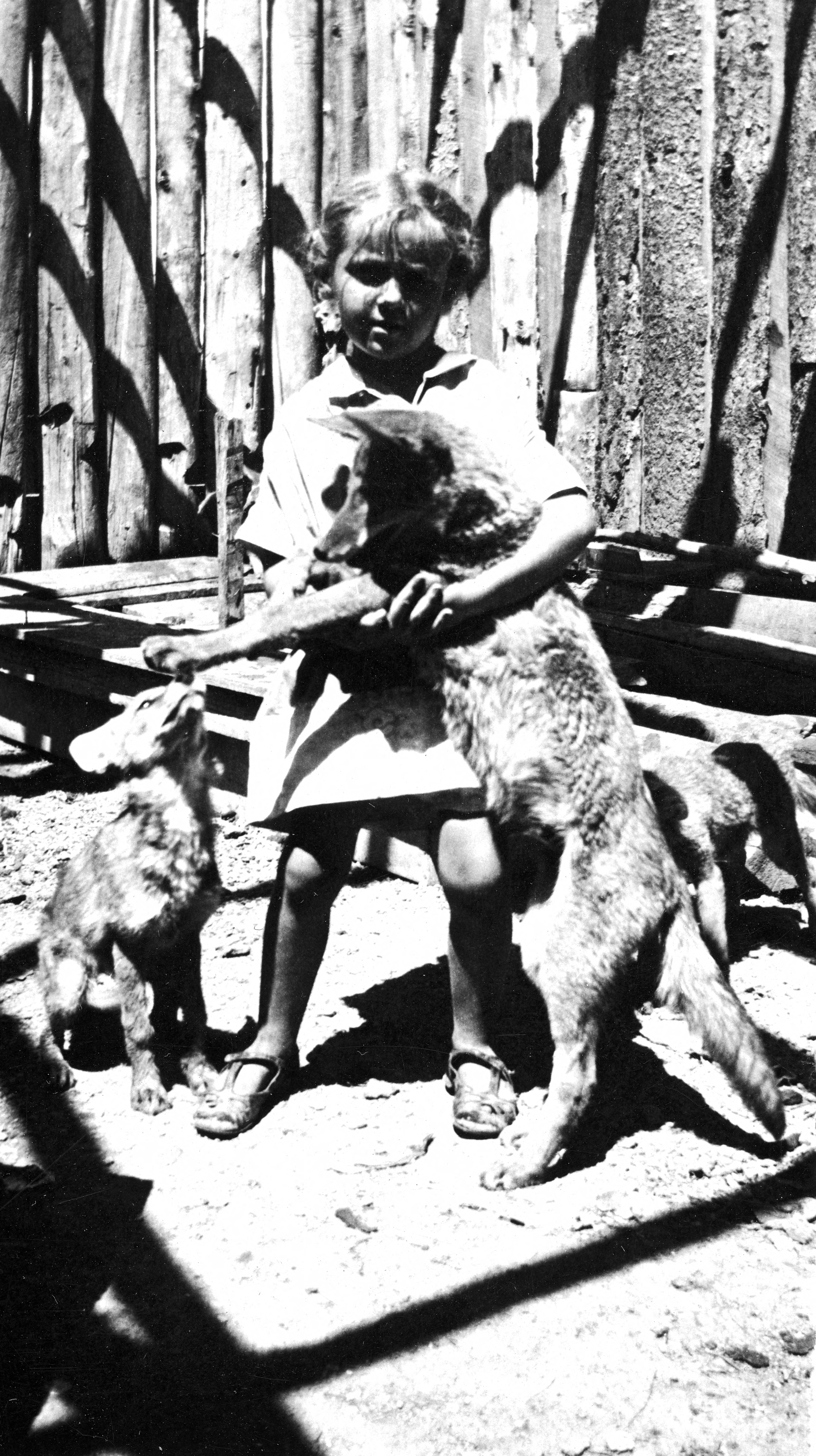 rhoda thorne deved with coyotes